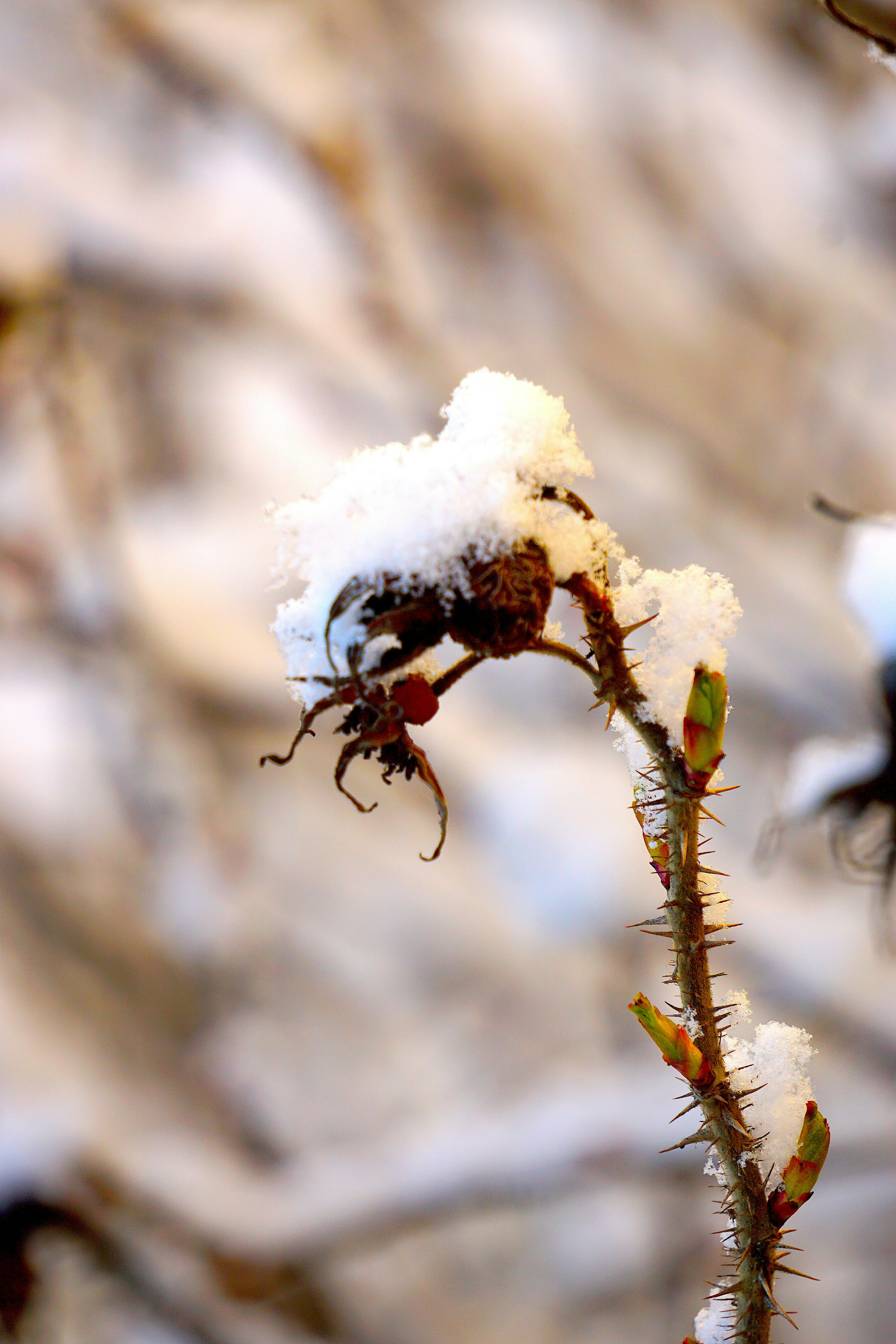 WhatsApp Schedule Message Feature 2026