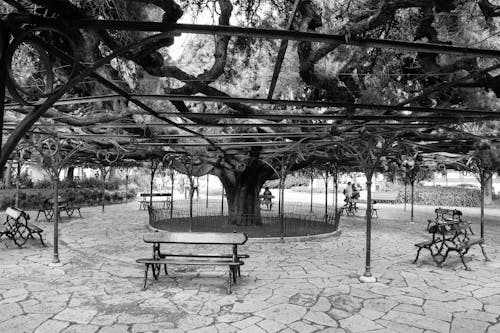 Free stock photo of bench, lisbon, parc