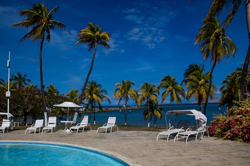 Fotos de stock gratuitas de caribe, jardin tropical, palmeras