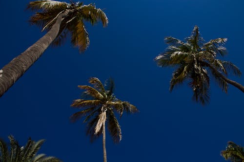 Fotos de stock gratuitas de caribe, jardin tropical, palmeras