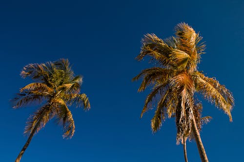 Fotos de stock gratuitas de caribe, jardin tropical, palmeras