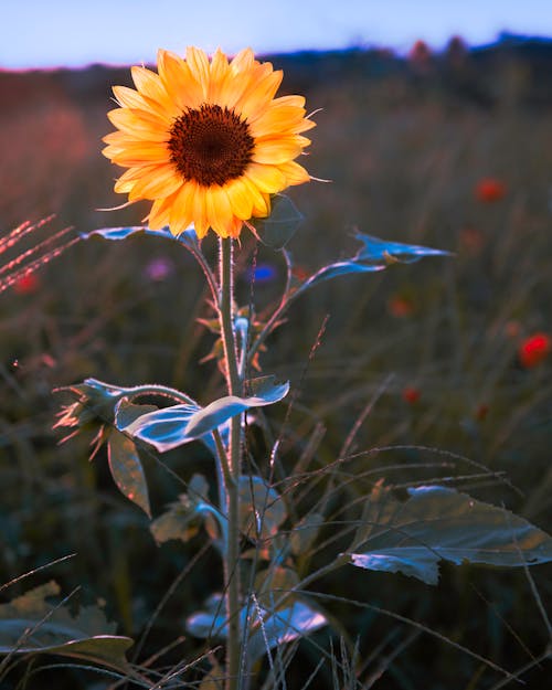 Lonely sunflower in rural field