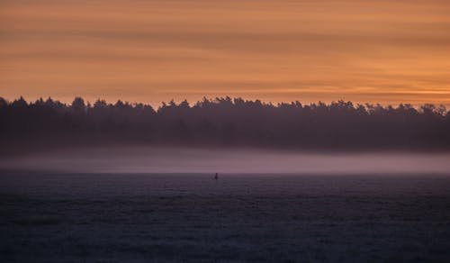 Fog over Deer on Grassland at Sunset