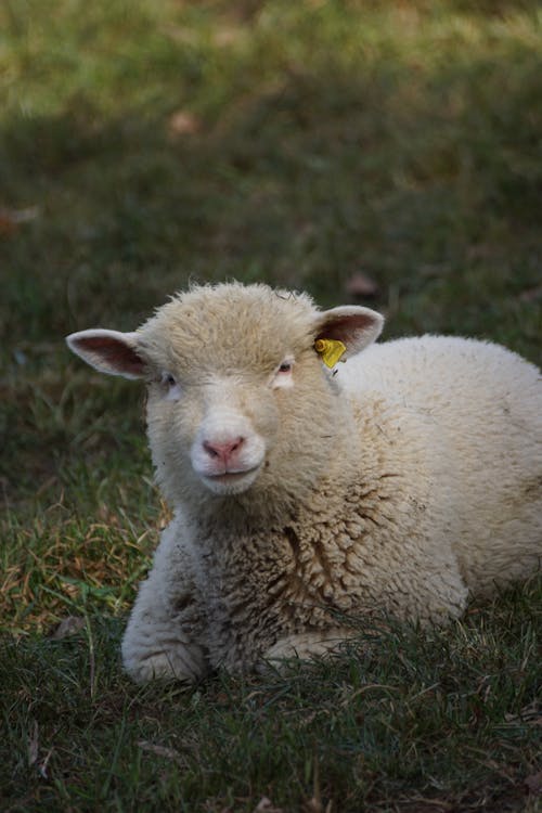 From above of adorable lamb with thick wool lying on green meadow and looking at camera in countryside in daylight