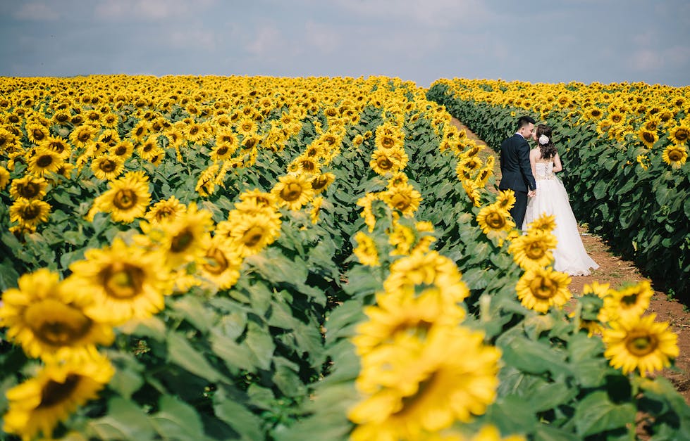 Free stock photo of analog camera, beautiful flowers, couple walking