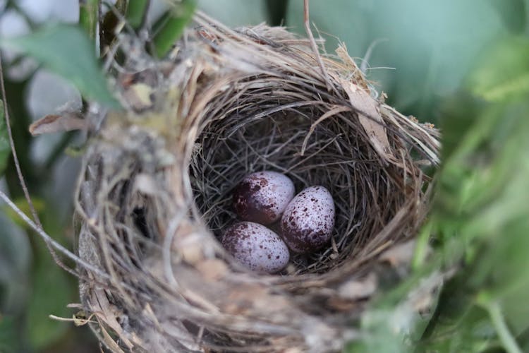 Bird Eggs In Straw Nest Near Tree Leaves In Forest