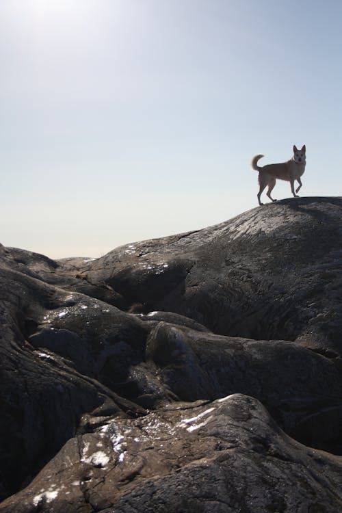 Photos gratuites de cailloux, chien, chiens