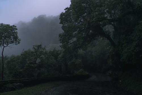 Free Ảnh lưu trữ miễn phí về cây xanh, chụp ảnh thiên nhiên, có sương mù Stock Photo