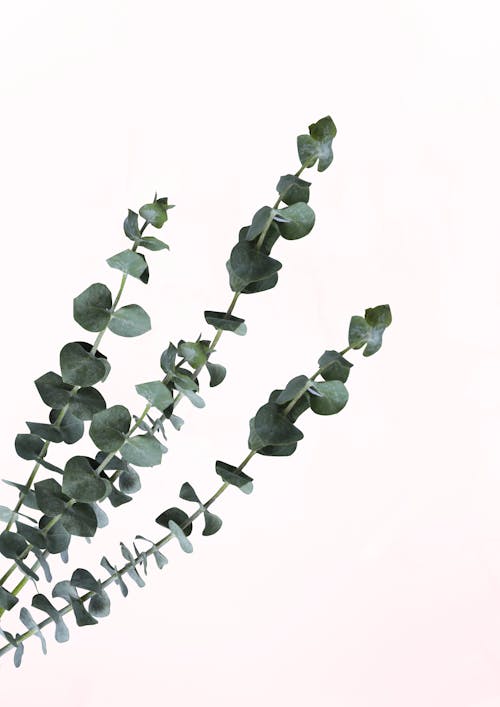 Foto d'estoc gratuïta de fons blanc, fulles verdes, tiges
