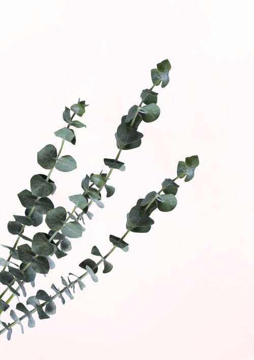 Free Minimalist display of eucalyptus leaves with serene white backdrop ideal for natural themes. Stock Photo