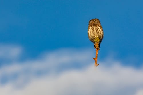 An Owl Perched on the Branch of a Tree Under Blue Sky