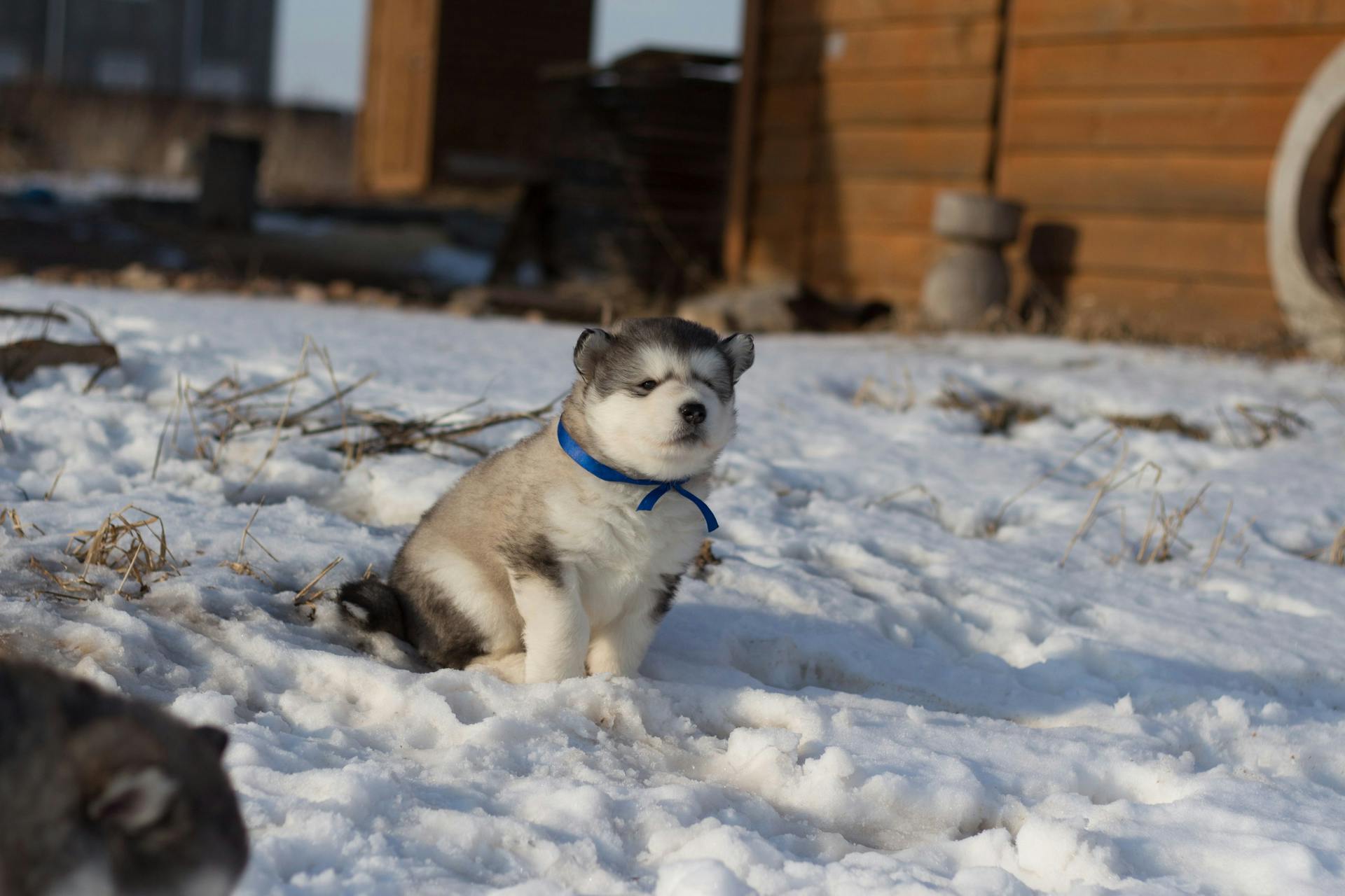 Little Husky resting on snow near countryside house in wintertime