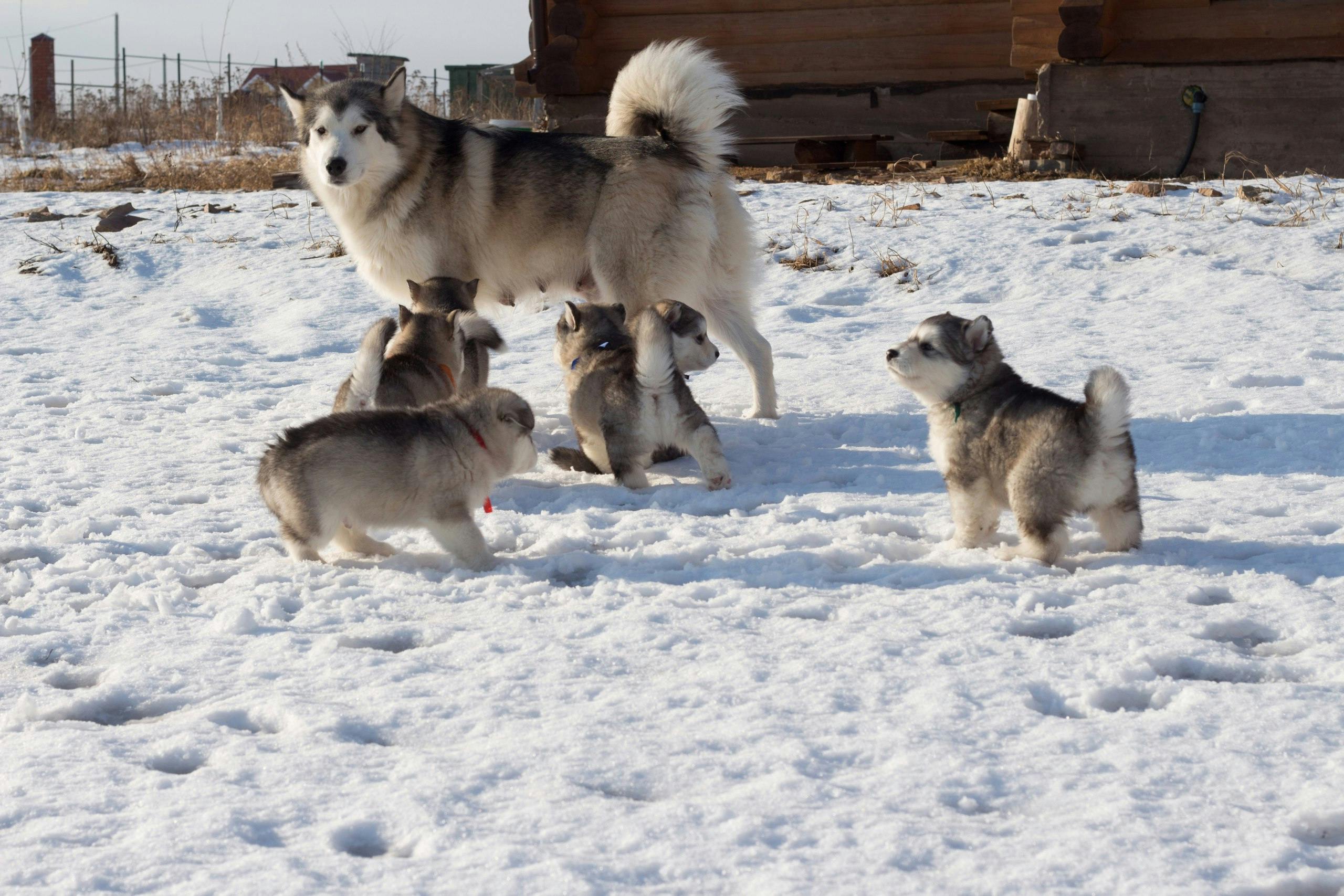 Free Adult Husky walking with puppies on snow in countryside Stock Photo