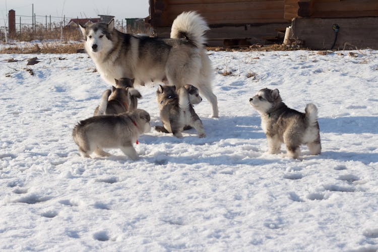 Adult Husky Walking With Puppies On Snow In Countryside