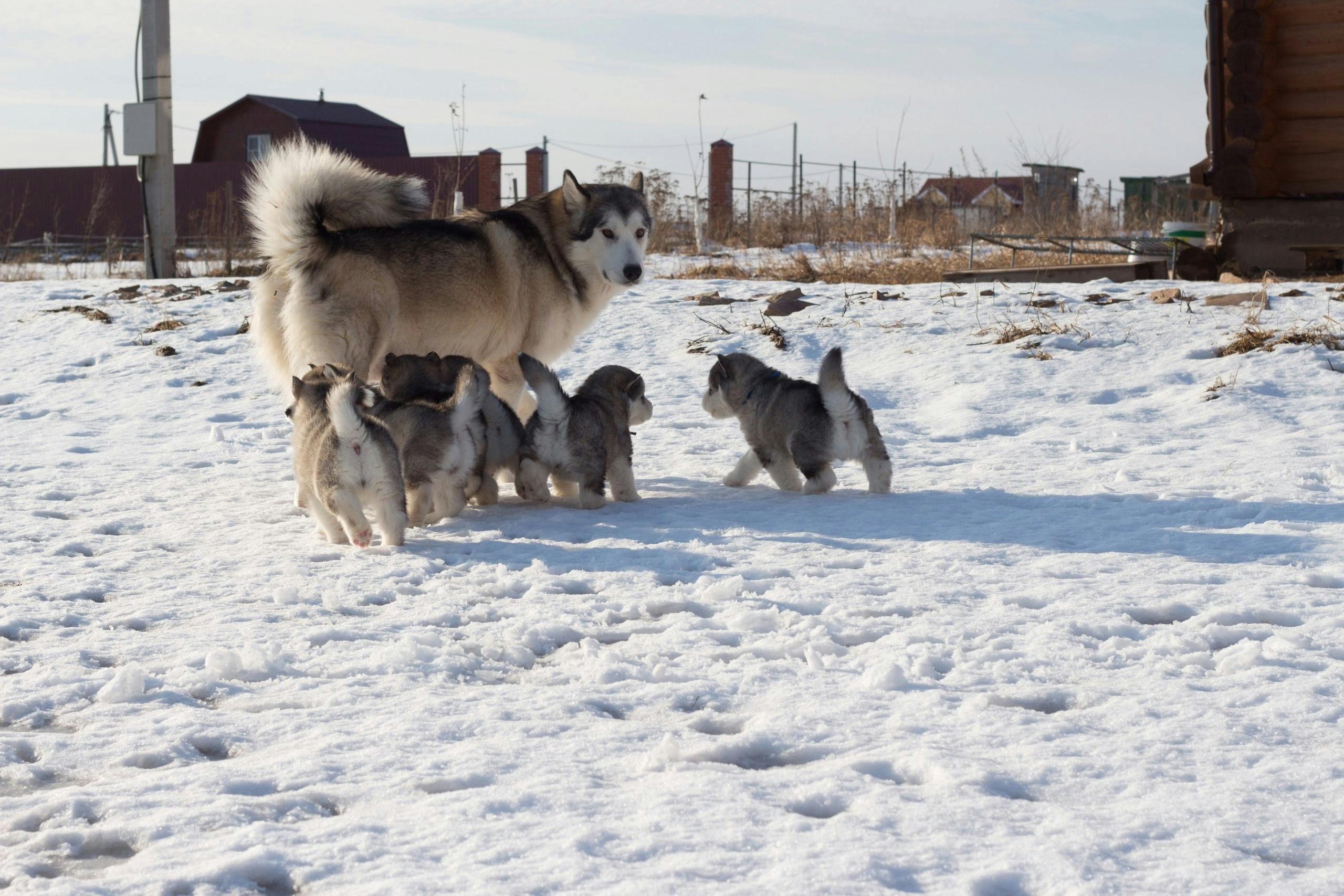 Why Is My Dog Walking with His Tail to One Side? Common Causes