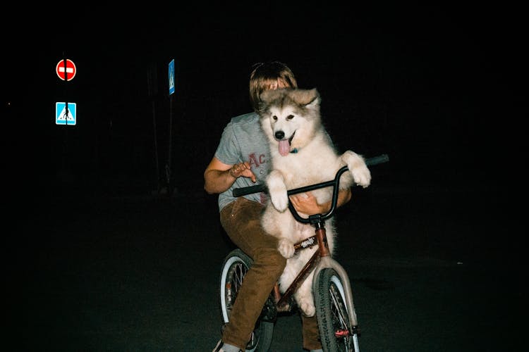 Unrecognizable Person With Happy Husky Riding Bike At Night