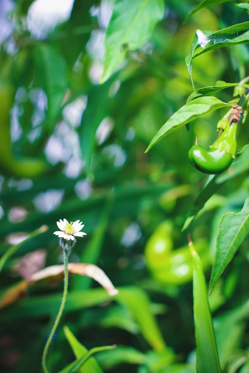 Free stock photo of blooming flowers, chilli peppers, garden