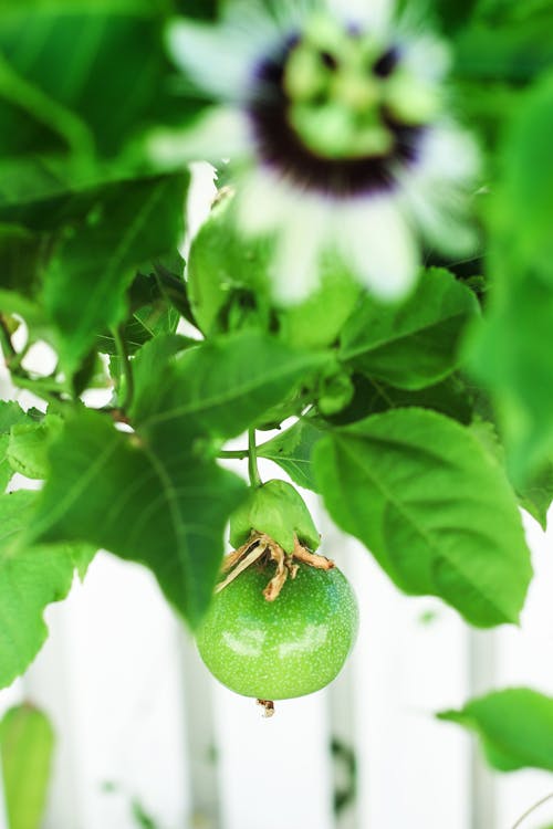 Free stock photo of garden, green, passion fruit