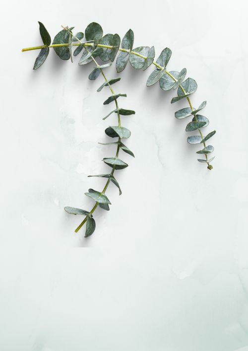 Free A simple, elegant eucalyptus branch displayed on a white surface, showcasing minimalism. Stock Photo