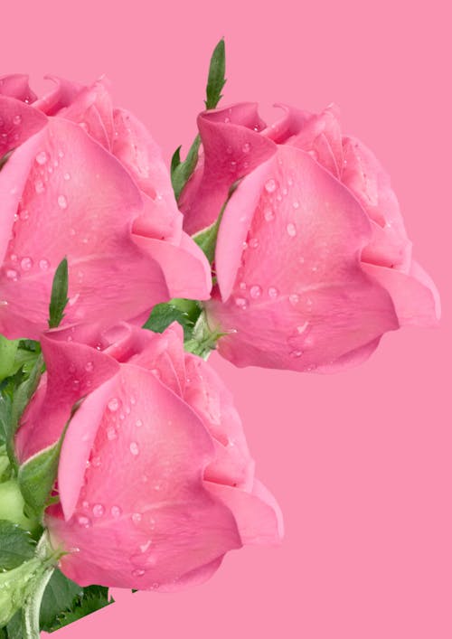 คลังภาพถ่ายฟรี ของ กุหลาบวอลล์เปเปอร์, กุหลาบสีชมพู, ดอกไม้