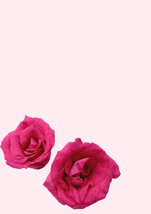 Ilmainen kuvapankkikuva tunnisteilla 4k taustakuva, kukat, pinkit ruusut