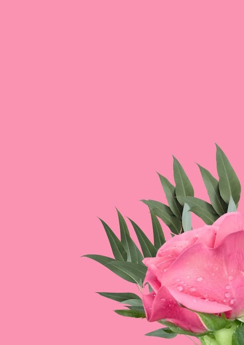 꽃 사진, 분홍 장미, 분홍색 배경의 무료 스톡 사진