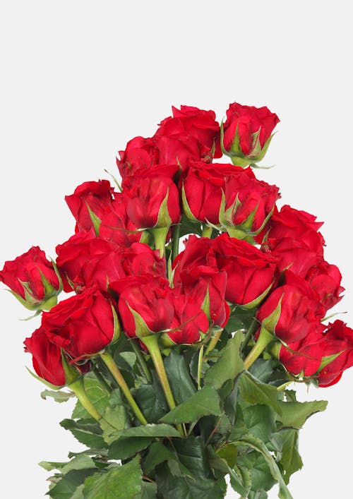 Beautiful Bouquet of Red Roses