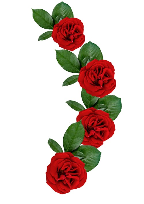 玫瑰桌面, 盛开的鲜花, 美麗的花朵 的 免费素材图片