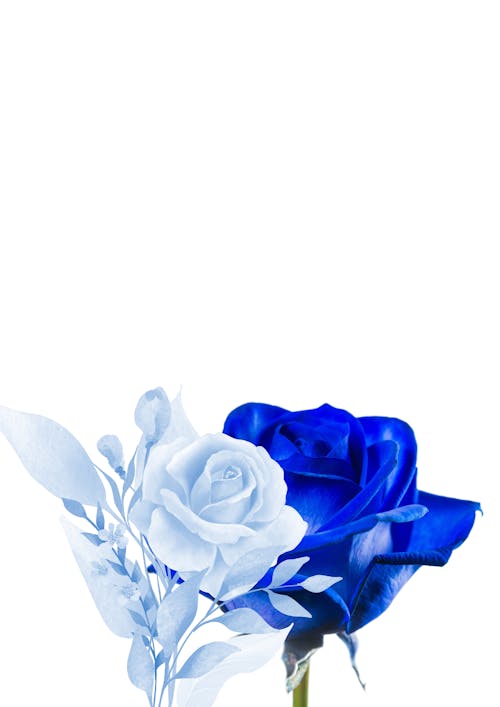 Kostenloses Stock Foto zu blaue rosen, blauen blüten, blumen