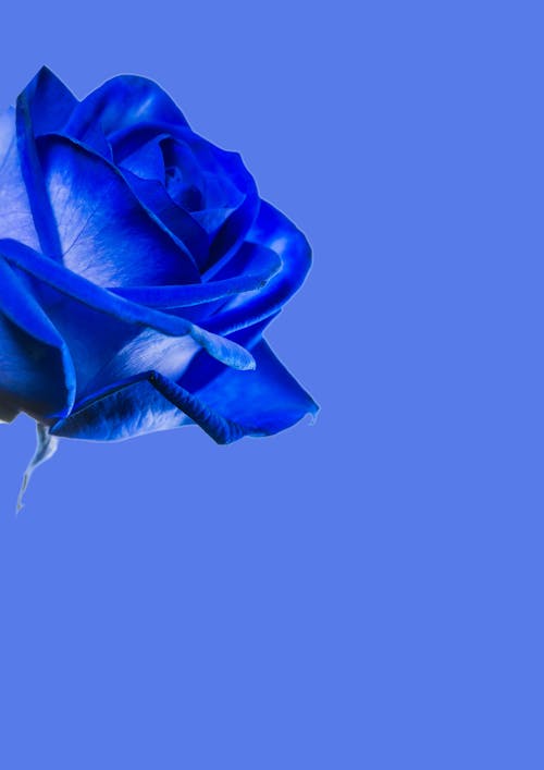 Gratis arkivbilde med bakgrunnsbilde med roser, blå bakgrunn, blå blomster
