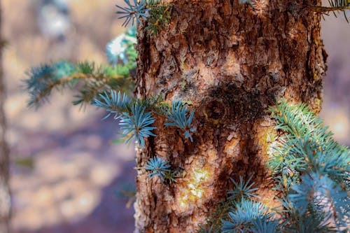 Free stock photo of beauty in nature, branch, branches