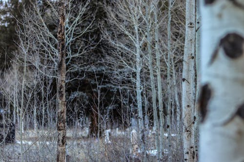 Free stock photo of aspen, aspens, bare tree