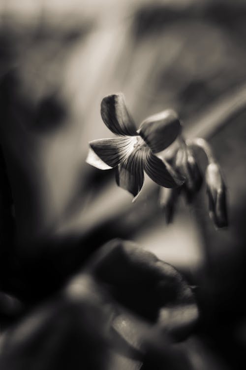 Delicate blooming flower growing on blurred background