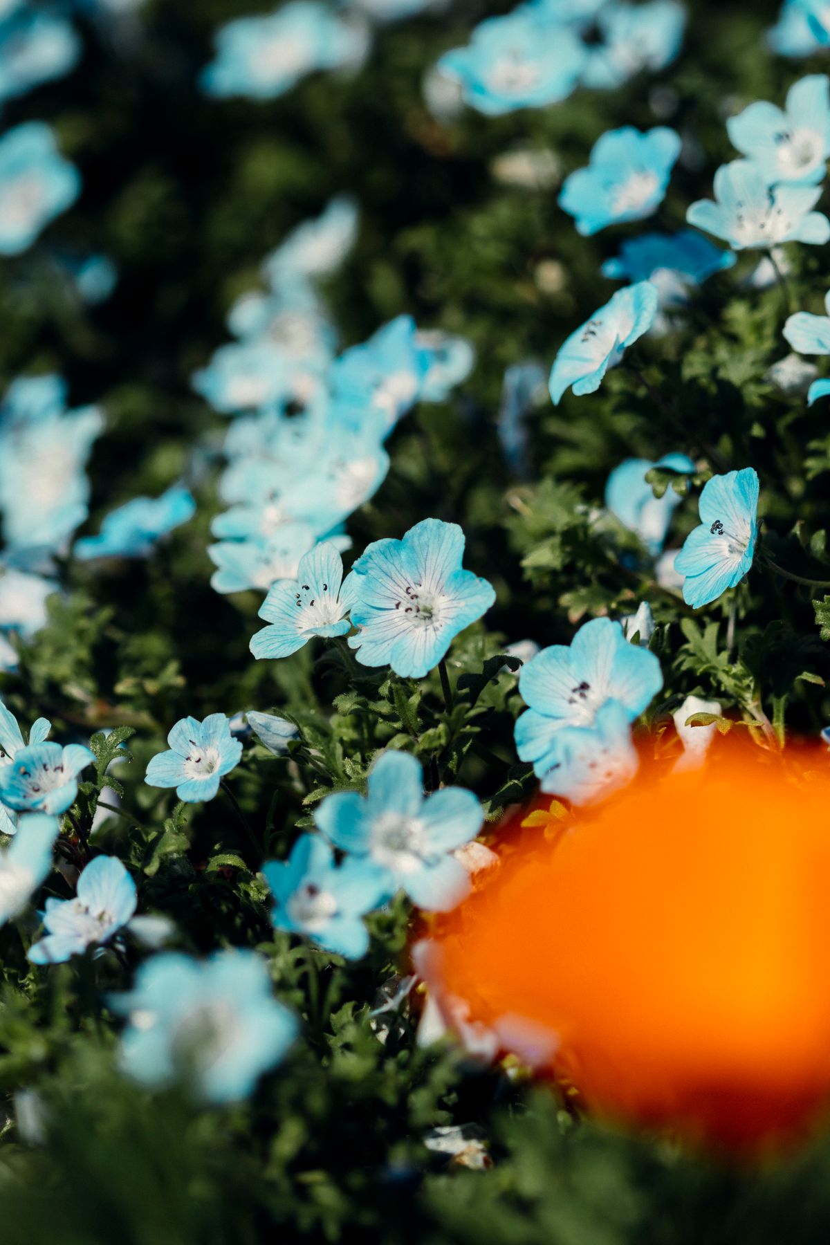 Vast blue flower field stretching toward the horizon at a park