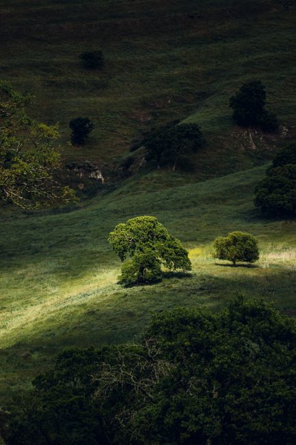 Fotomural Vista escénica de colinas verdes con árboles aislados bañados en luz natural.
