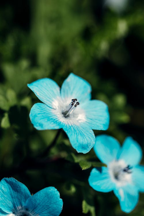 Kostnadsfri bild av blå blomma, blomfotografi, blommor