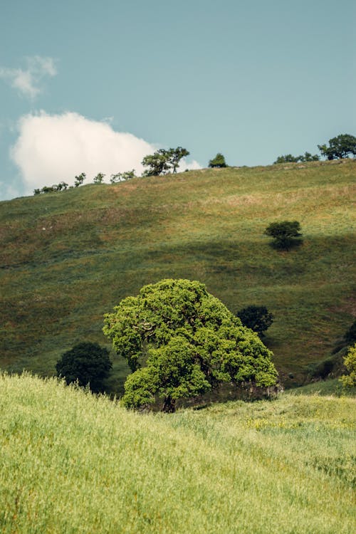 丘陵, 夏天, 樹木 的 免費圖庫相片