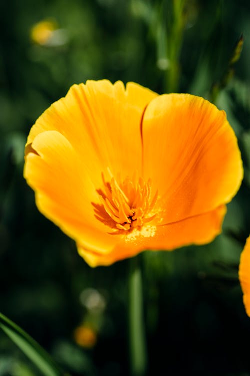 加州罌粟, 垂直拍攝, 景深 的 免費圖庫相片