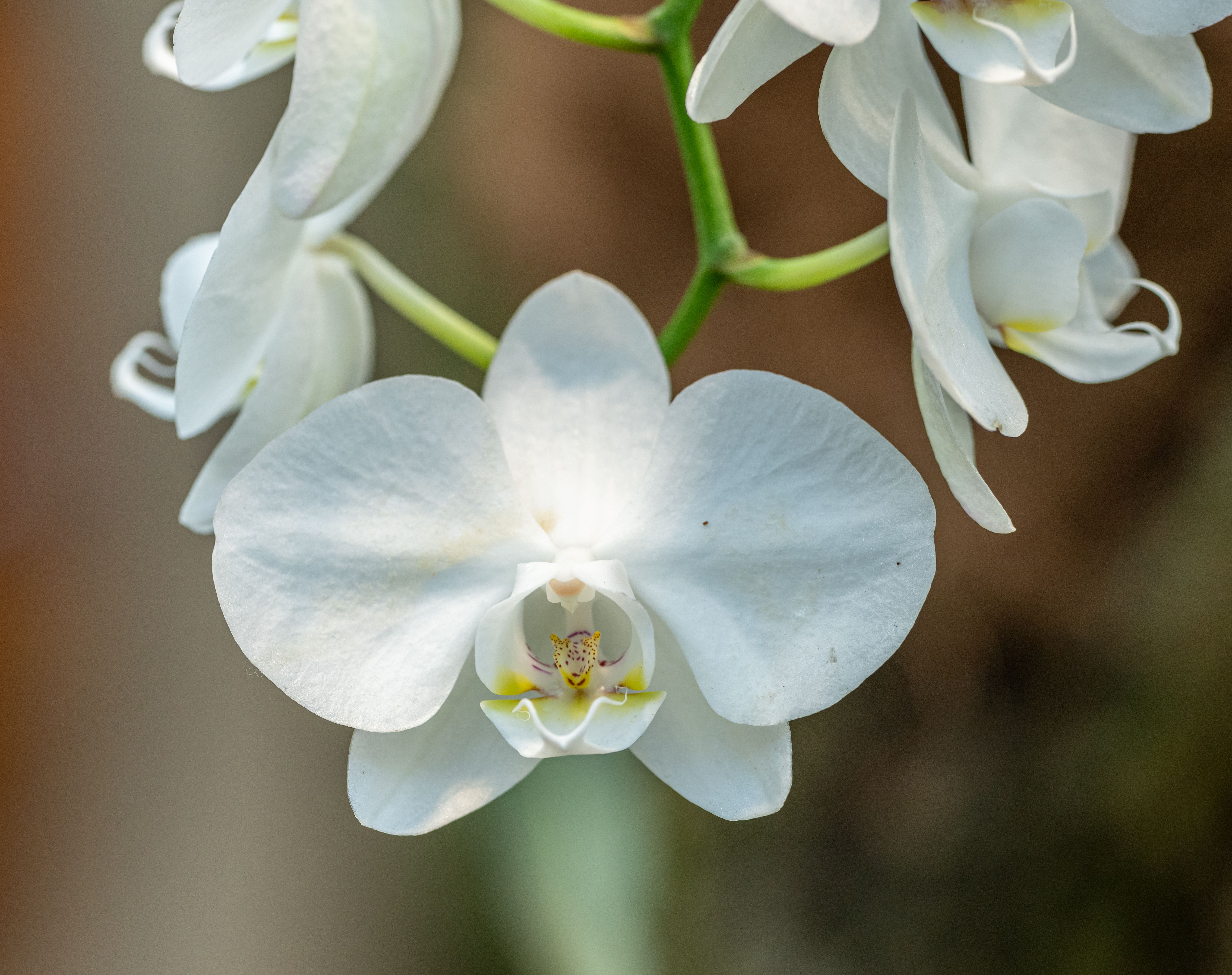 White Orchid