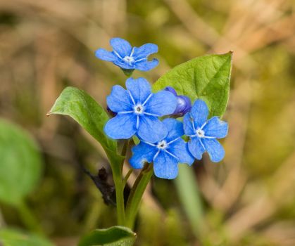 Close-up of vibrant Blue-Eyed Mary flowers blooming in spring.