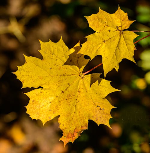 Yellow Maple Tree Leaves 