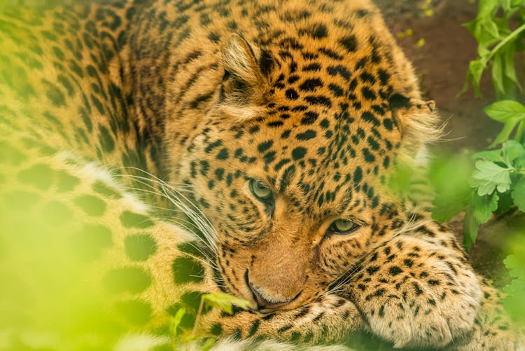 Leopard Lying Near Green Plants In Summer Day