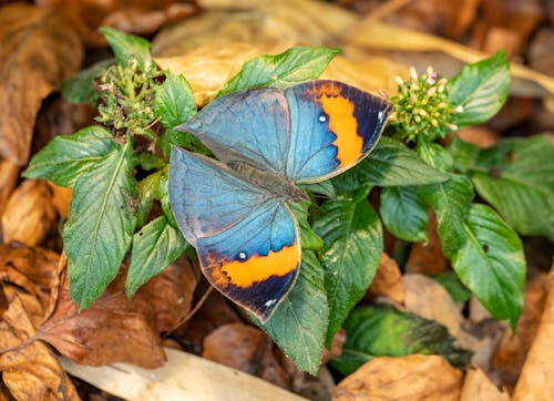 Foto profissional grátis de animal, borboleta, cheio de cor