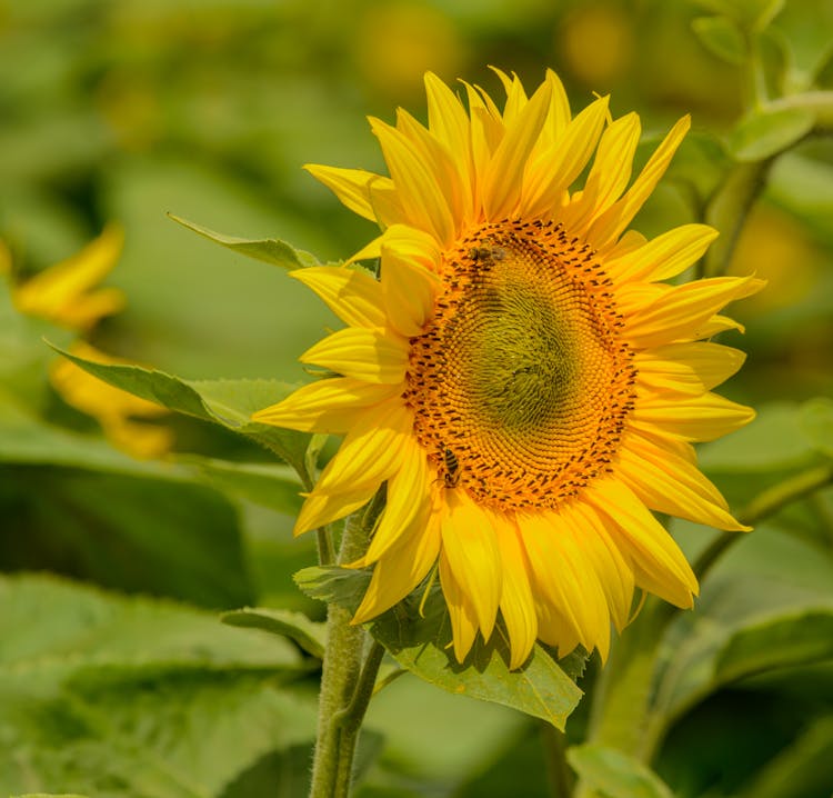 Yellow Sunflower Growing In Field