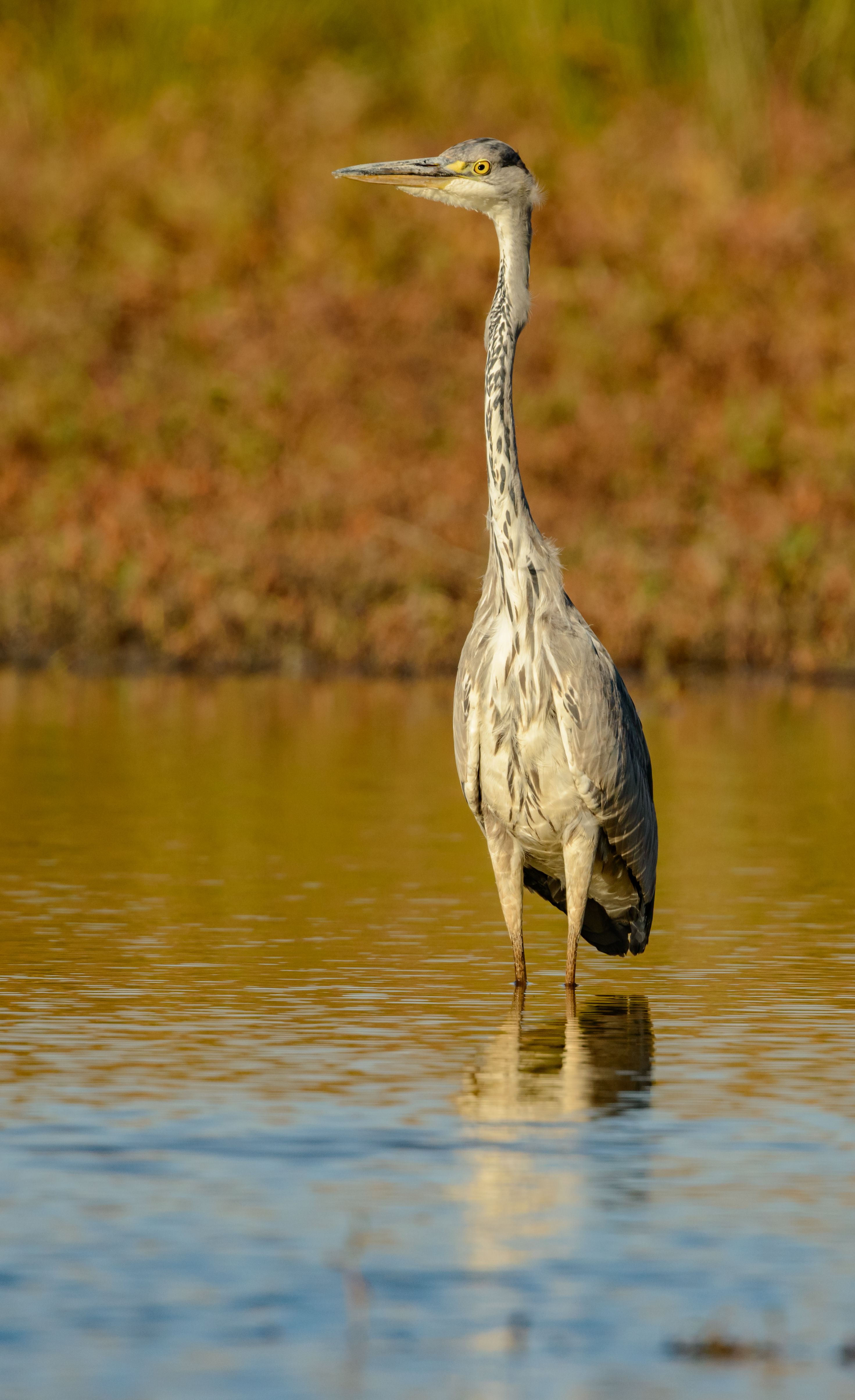 Wild heron standing alone in rippling river water in sunny day and looking away