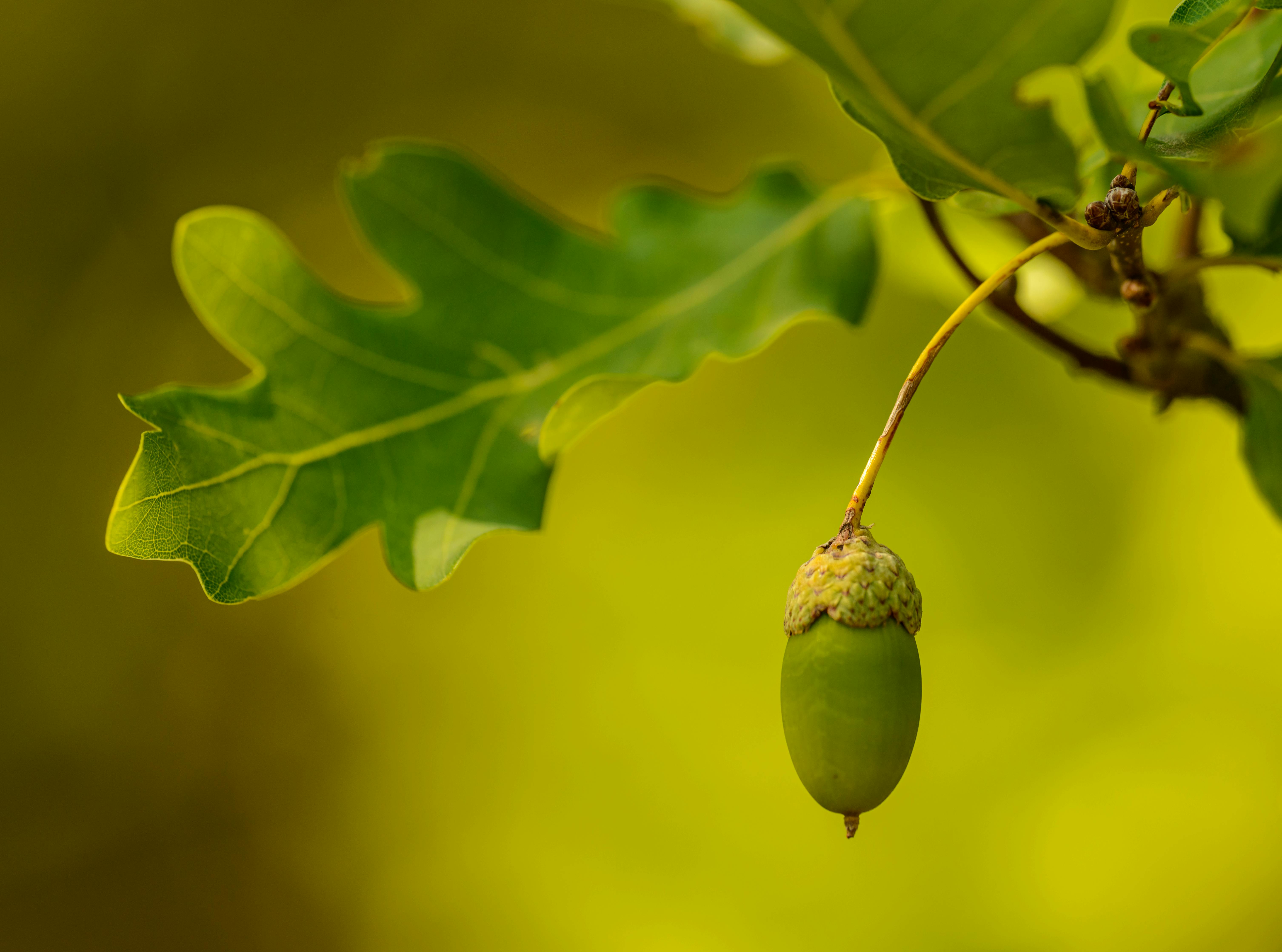 real green acorns