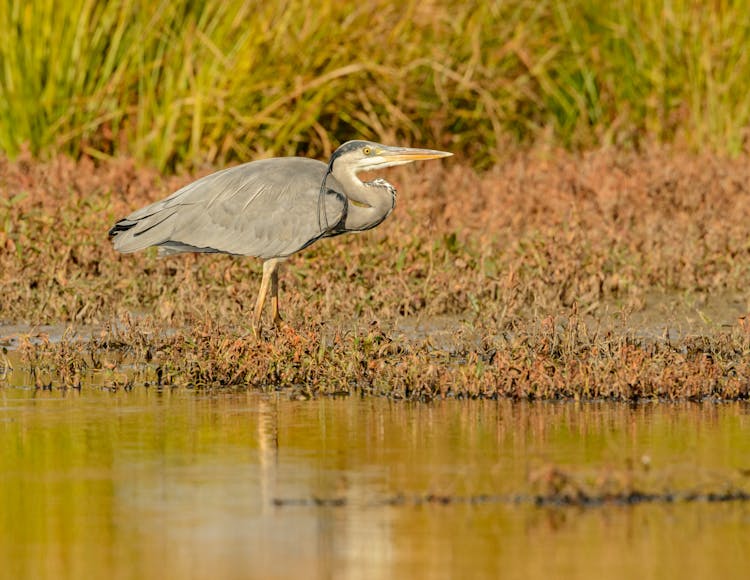 Heron Walking Near River In Summer Day