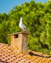 Gull bird sitting on roof of house near greenery under blue sky in sunny summer day