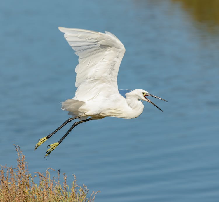 Egret Flying Over Water