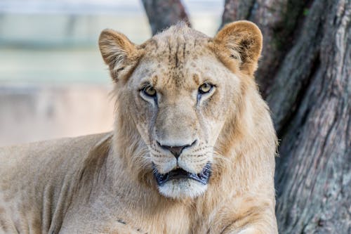 Lion Lying Beside a Tree